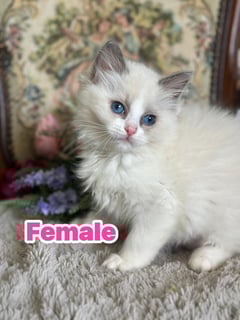 Available Now Ragdoll Kitten Female Available Now Ragdoll Kitten Female