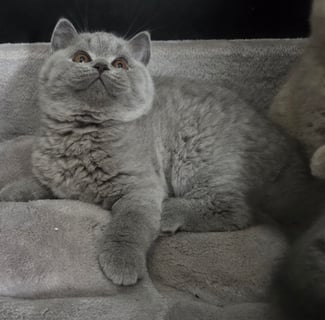 Available Now Blue Male British Shorthair kitten
