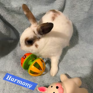 For Adoption The Bonded Trio: Pookie, Harmony, and Harper