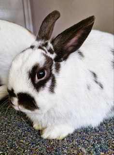 For Adoption Pookie For Adoption Pookie