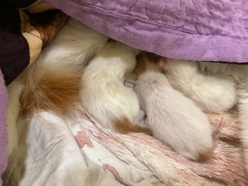 For Adoption Turkish Van Kittens