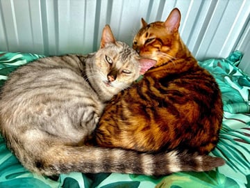 Available Soon Silver & Orange Toyger kittens