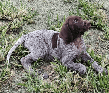 Available Soon German Shorthaired Pointer Pups
