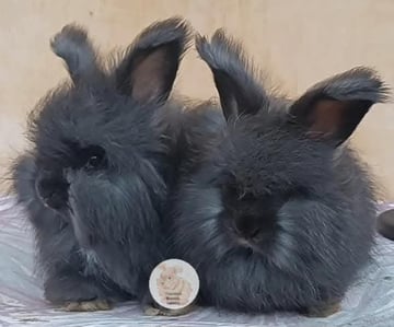 Available Now Purebred English Angora baby rabbits bunnies 