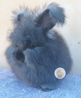 Available Now Two beautiful Purebred English Angora baby rabbits bunnies 
