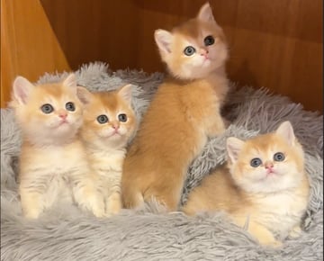 Available Now Litter Golden British Shorthair