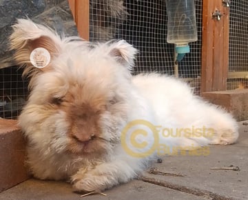 Available Now Purebred English Angora bunny rabbit 