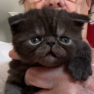 Available Soon Exotic Shorthair Kitten