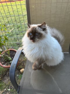 Available Now Female Choc Point Ragdoll Retiree Available Now Female Choc Point Ragdoll Retiree