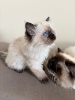 Available Now Female Seal Point Ragdoll Kitten 