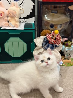 Available Now BSH AY1133 boy looking for a new home