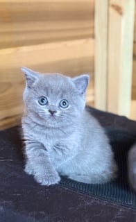 Available Now Lovely Blue British Shorthair