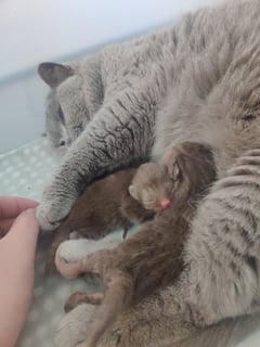 Available Soon Purebred British Shorthair Kittens