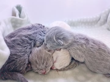 Available Soon Purebred British Shorthair Kittens