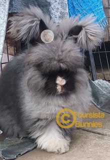 SMOKE VM Available Now Purebred English Angora bunny rabbit
