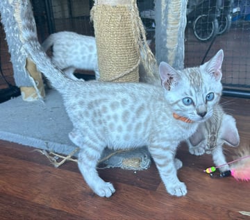 Available Now Pedigree Purebred Bengal Male Kittens 