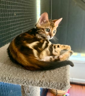 Available Now Pedigree Purebred Bengal Male Kittens 