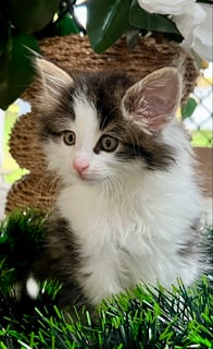 Available Now Norwegian Forest Kitten Male - Forelsket Rusty