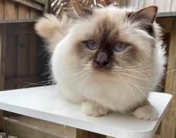 Available Now Birman male chocolate point