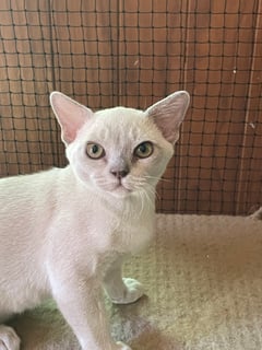 Available Now Lilac Male Burmese