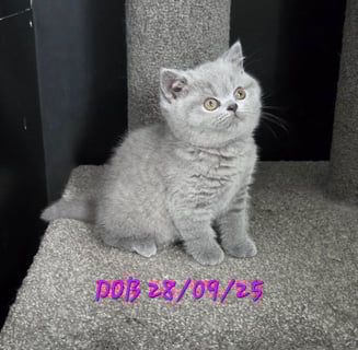 Available Soon Blue Female British Shorthair Kitten Available Soon Blue Female British Shorthair Kitten