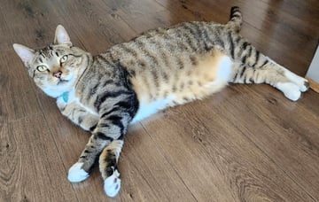 For Adoption Apollo - Sunny Golden Boy For Adoption Apollo - Sunny Golden Boy