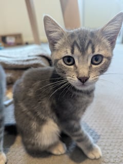 For Adoption Maya Scotty - Clever and Cute For Adoption Maya Scotty - Clever and Cute