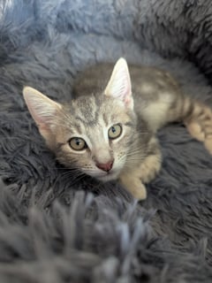 For Adoption Hugo Scotty - Chill Love Cat For Adoption Hugo Scotty - Chill Love Cat