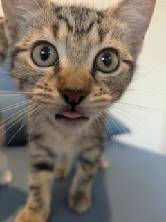 For Adoption Lucia Scotty - Purrsonality Plus! For Adoption Lucia Scotty - Purrsonality Plus!