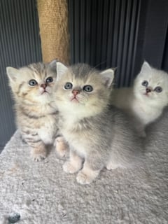 Available Soon British Shorthair Kittens - ready for expressions of interest Available Soon British Shorthair Kittens - ready for expressions of interest