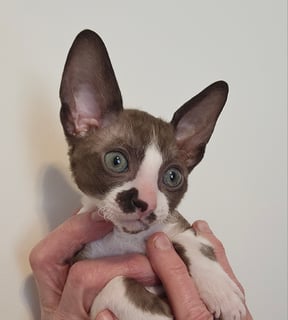 Curlytail Caius Redivivo Available Now Cornish Rex kitten
