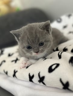 Available Now British Shorthair kittens Available Available Now British Shorthair kittens Available