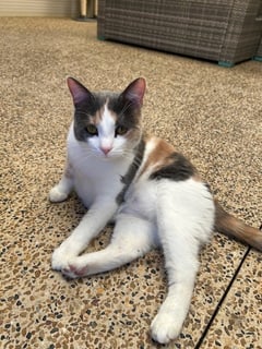 For Adoption Dash & Hammy Chi - Looking for Love For Adoption Dash & Hammy Chi - Looking for Love