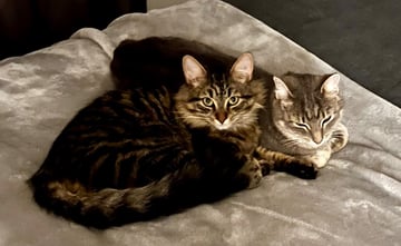 For Adoption Lexi and Cara - Besties For Adoption Lexi and Cara - Besties