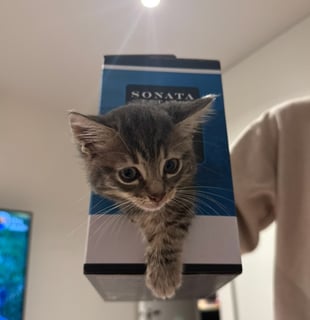 For Adoption Goobert - Hilariously Lovable For Adoption Goobert - Hilariously Lovable