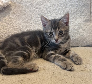 For Adoption Doobert - Adorable Boy For Adoption Doobert - Adorable Boy