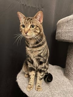 For Adoption Meelow - Super Sweetheart For Adoption Meelow - Super Sweetheart