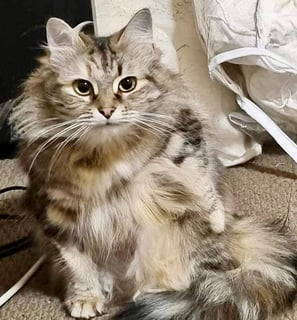 For Adoption Milwaukee Bunny - Decorative Floof For Adoption Milwaukee Bunny - Decorative Floof