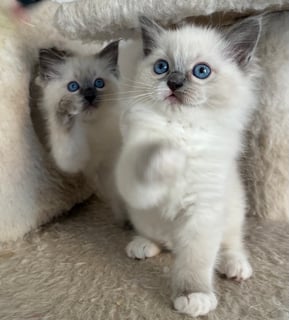 Available Now Blue Mitted Ragdoll Female Kitten