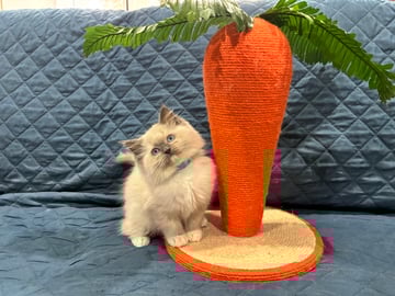 Available Now Blue Mitted Pedigree Male Ragdoll Kittens