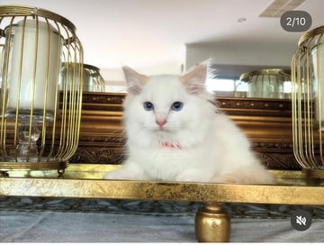 Cream Bi-Colour Ragdoll Kitten Available Now Cream Bi-Colour Male Kitten
