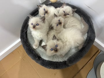 Available Now Blue Mitted Ragdoll Kittens