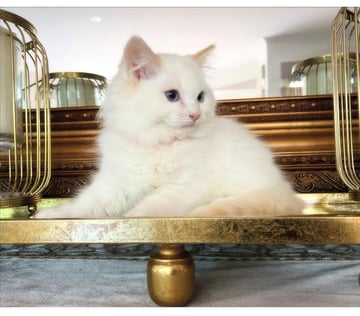 Cream Bi-Colour Pic 1 Available Now Cream Bi-Colour Male Kitten