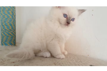Available Now 2 Lilac Mitted Pedigree Female Ragdoll