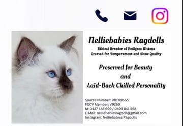 Available Now 2 Lilac Mitted Pedigree Female Ragdoll