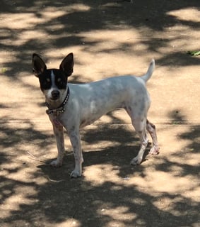 Available Soon Miniature Fox Terrier pups
