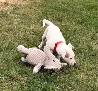 Available Now Berani Miniature Fox Terrier pups