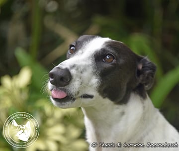 For Adoption Minnie For Adoption Minnie