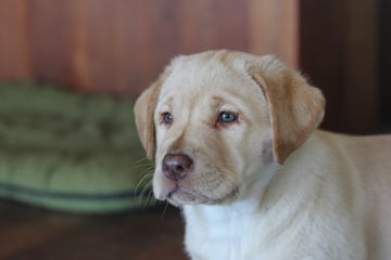 Available Now Yellow Labrador Male Pup