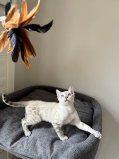 Available Now Pedigree bengal kitten available NOW